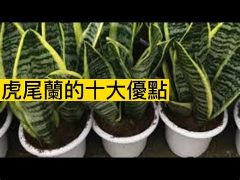 石筆虎尾蘭風水|虎尾蘭風水禁忌：從風水學角度告訴你，為什麼這些地。